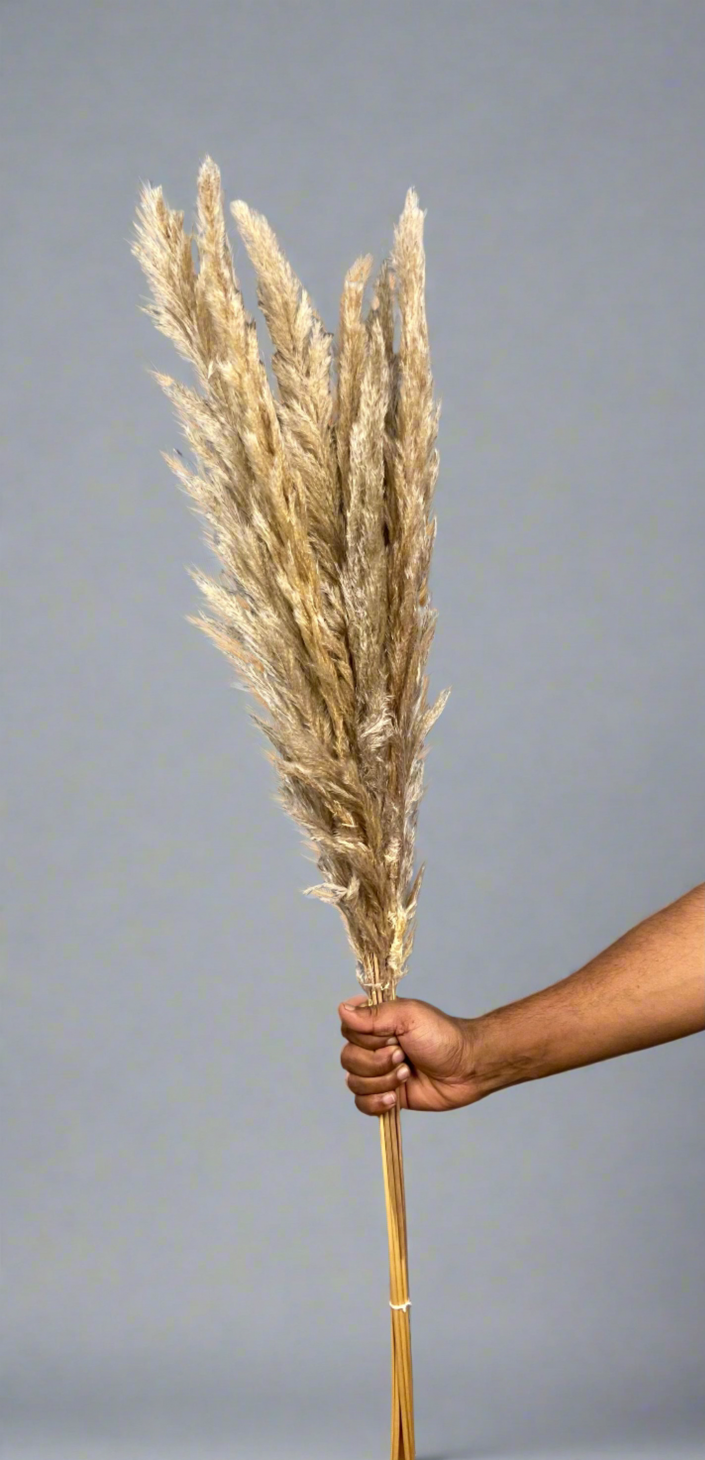 Pampas Grass (10 pieces) - Natural