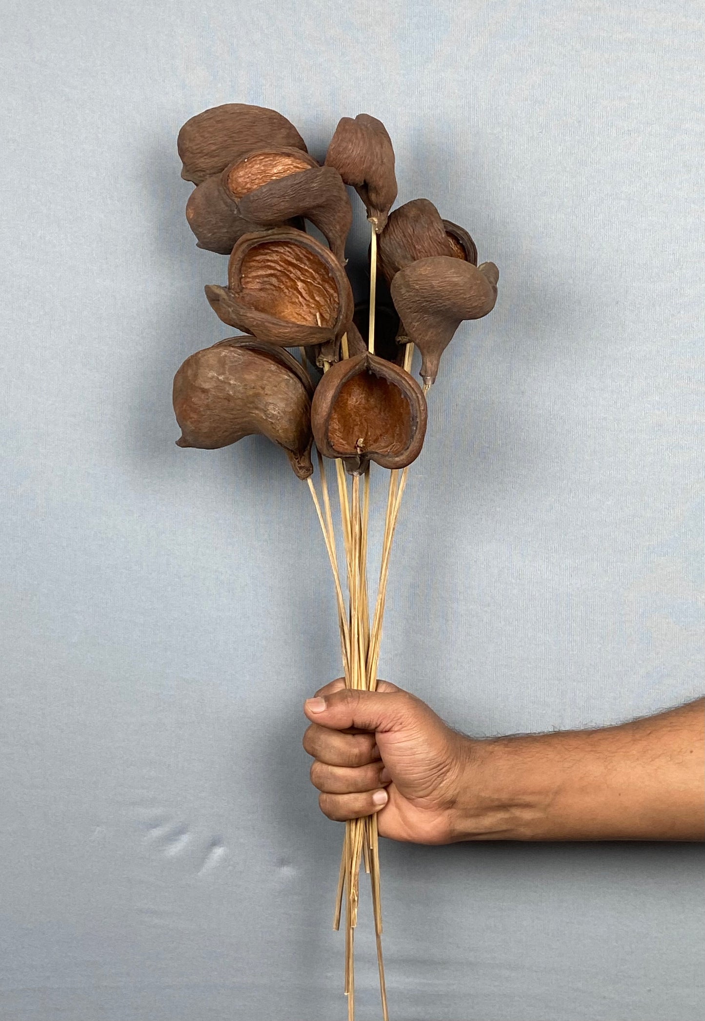 Badam Stemmed Bunch (10 pieces) - Natural Brown