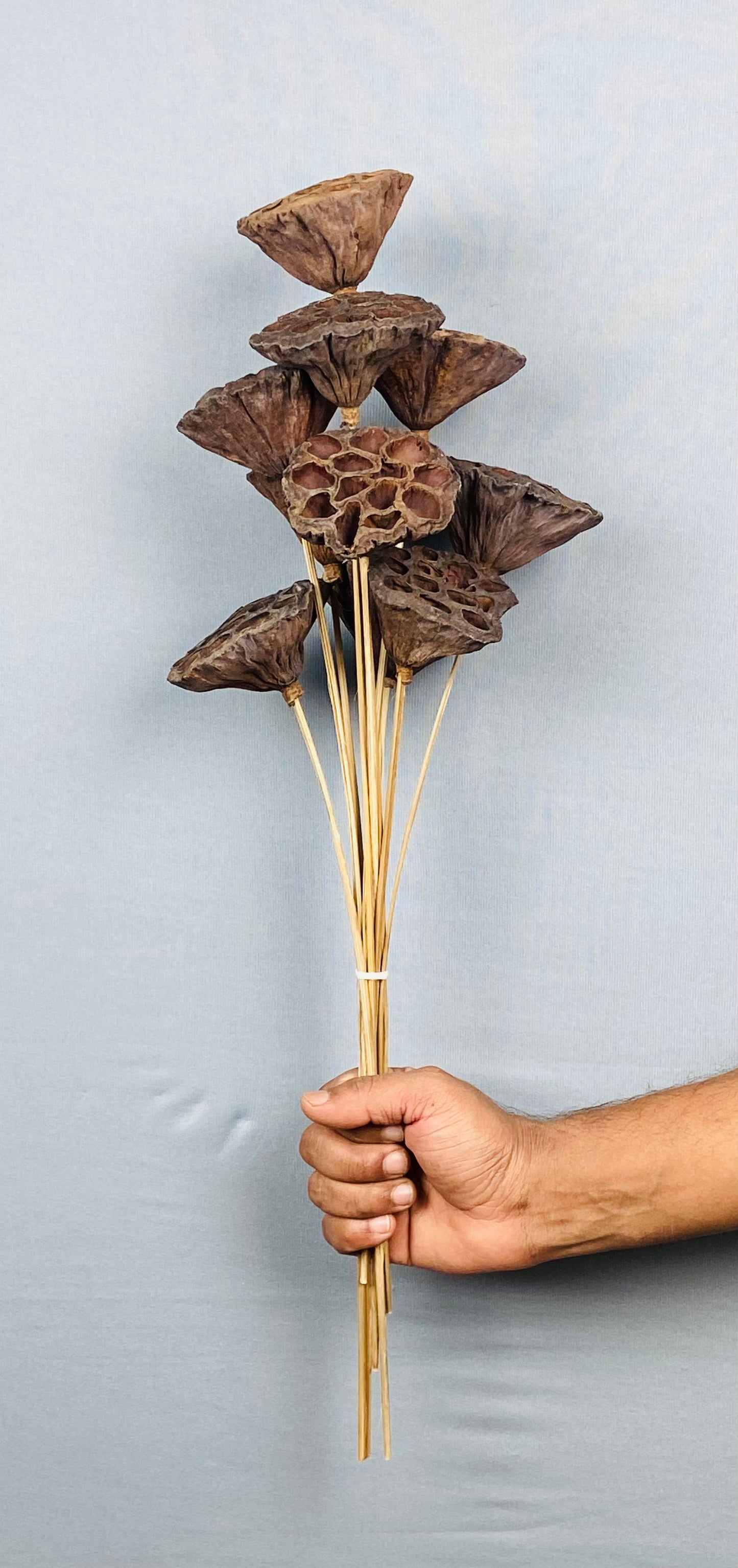 Lotus Stemmed Bunch (10 pieces) - Natural Brown
