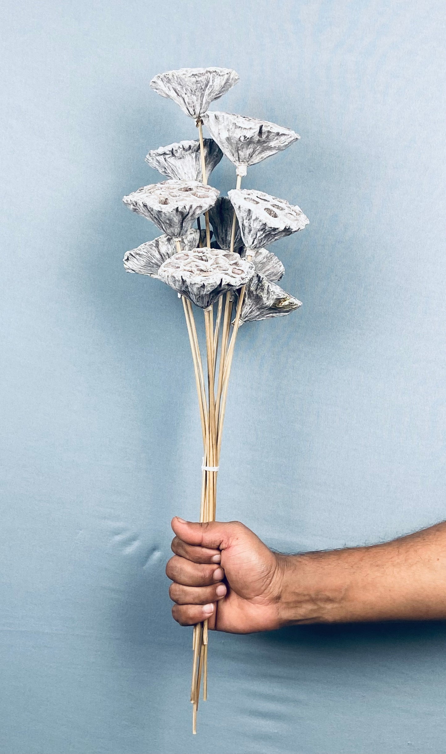 Lotus Stemmed Bunch (10 pieces) - Frosted