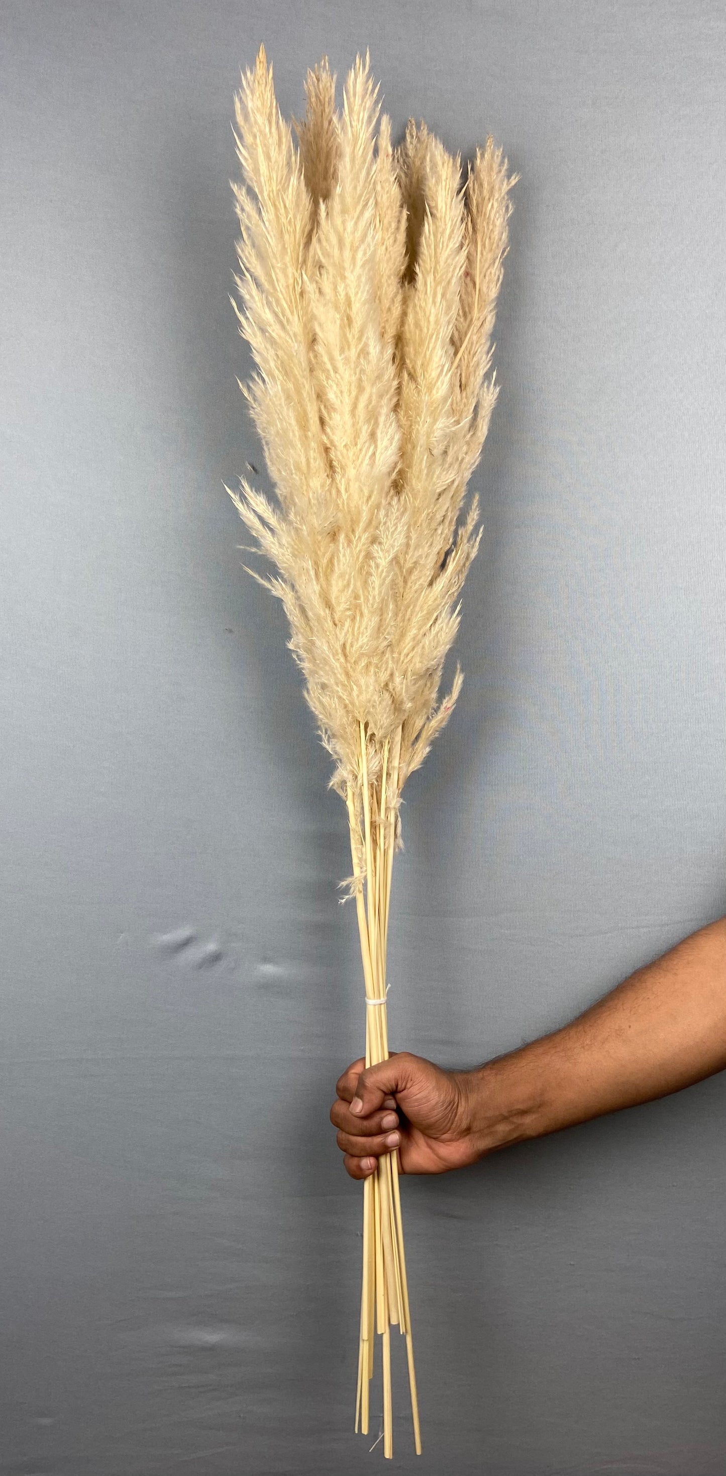 Pampas Grass (10 pieces) - Bleach
