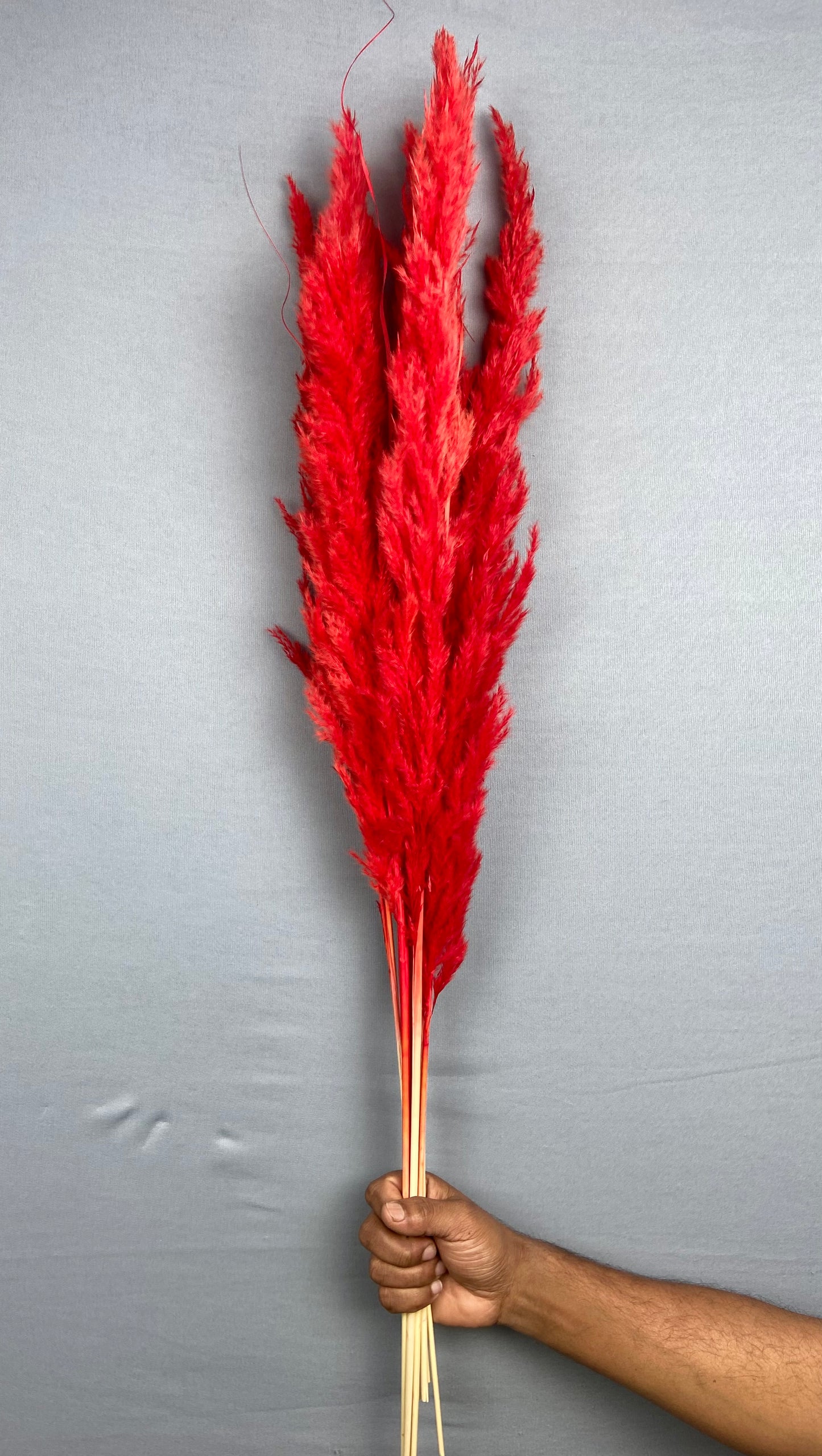 Pampas Grass (10 pieces) - Red
